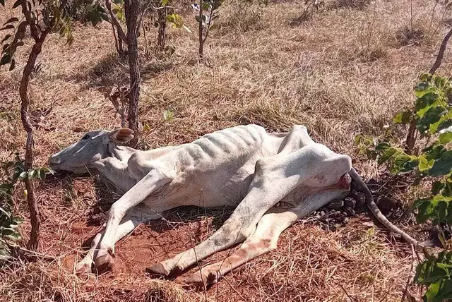 Gado é encontrado agonizando sem água e alimento após denúncias