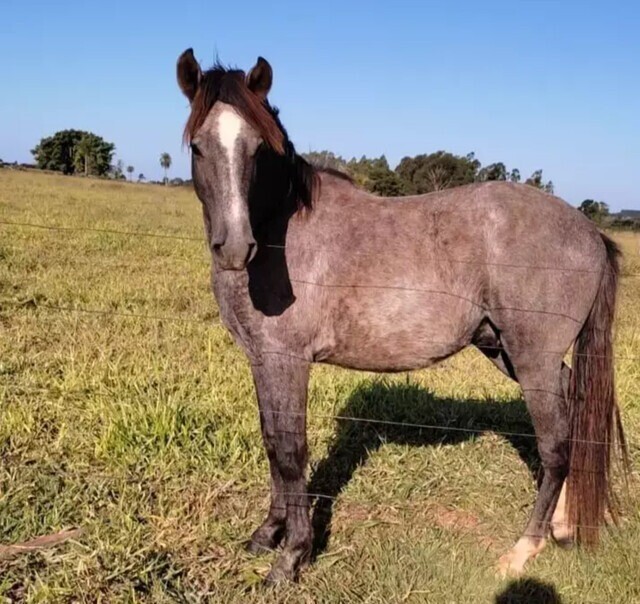 Comprado em leilão, empresário consegue revender cavalo por R$ 320