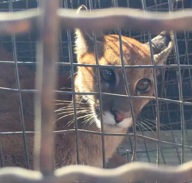 Filhote de onça-parda é encontrado debilitado e acuado por cães em fazenda