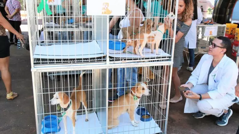 Feira de adoção de cães e gatos acontece na Praça do Peixe no próximo sábado