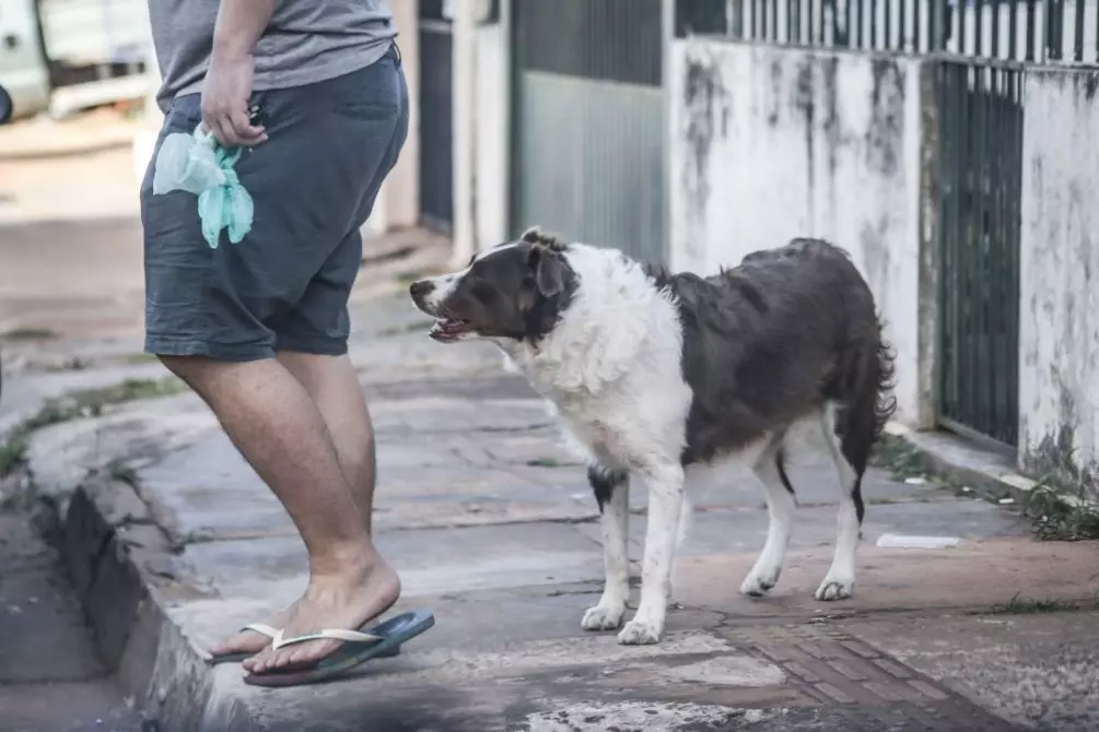 ONG animal abre inscrições para 1ª Cãominhada em Campo Grande