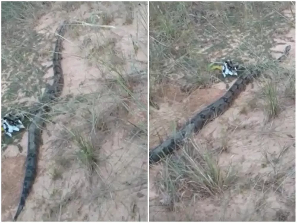 Jiboia de 2 metros é encontrada passeando pelo centro de cidade turística