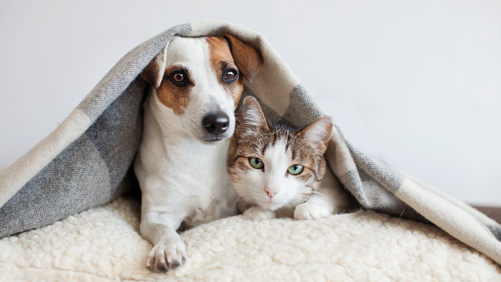 cachorro e gato juntos