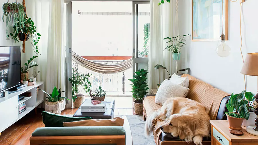 Plantas